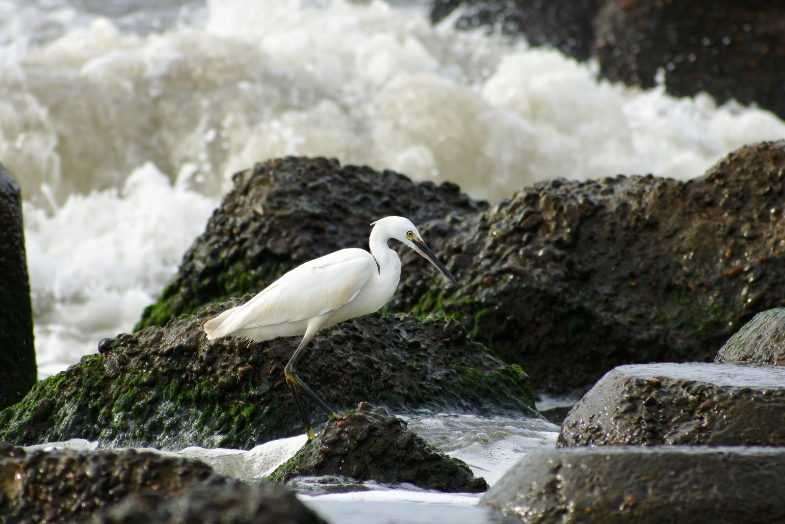 VR 70-300mm f/4.5-6.3G sample photo. Animal, sea, river photography