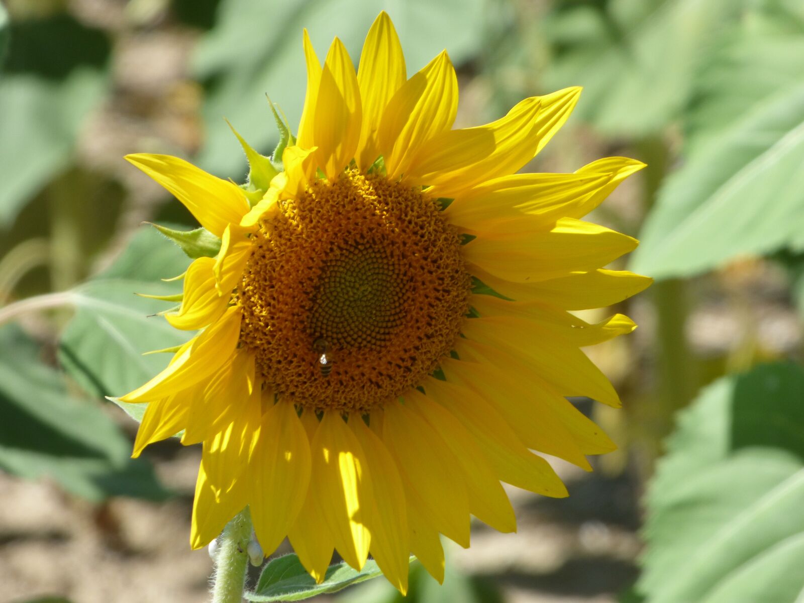 Panasonic DMC-FZ72 sample photo. Flower, sunflower, yellow photography
