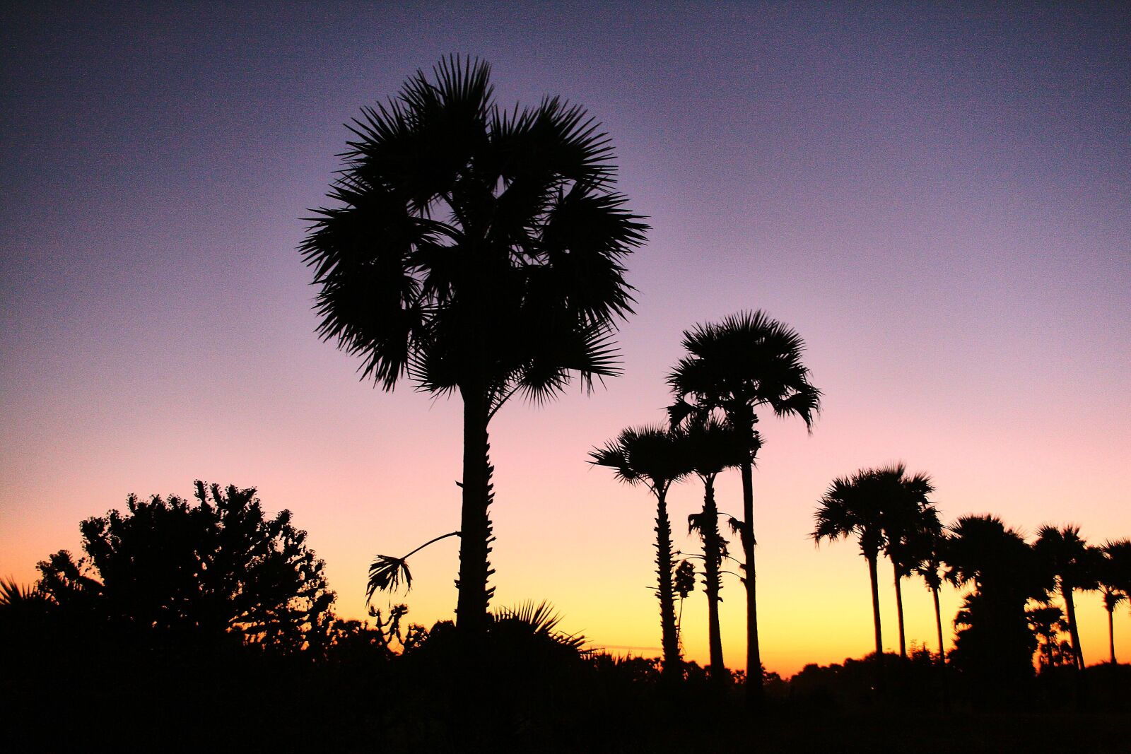 Canon EOS 400D (EOS Digital Rebel XTi / EOS Kiss Digital X) sample photo. Palm trees, sunset, tropical photography