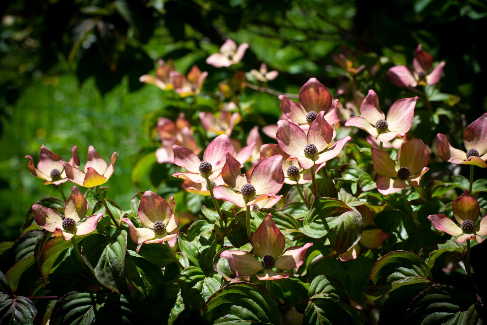 Nikon D7100 sample photo. Dogwood, bush, flowers photography