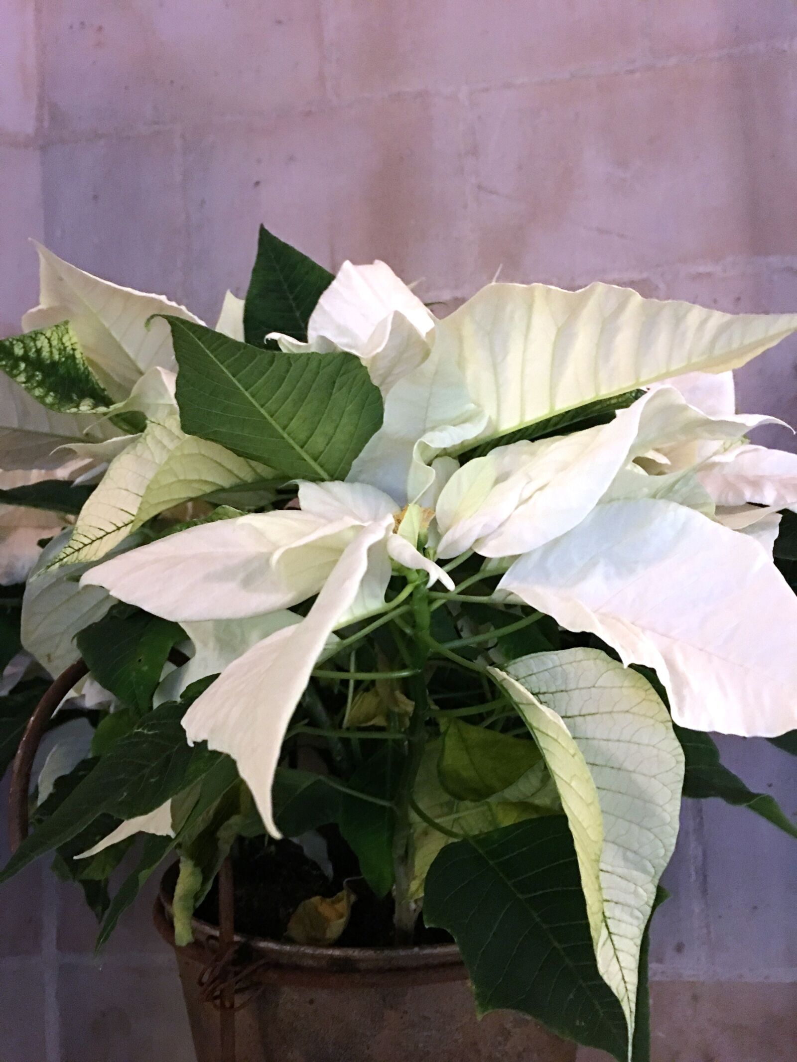 iPhone 6s Plus back camera 4.15mm f/2.2 sample photo. Flower, christmas, poinsettia photography