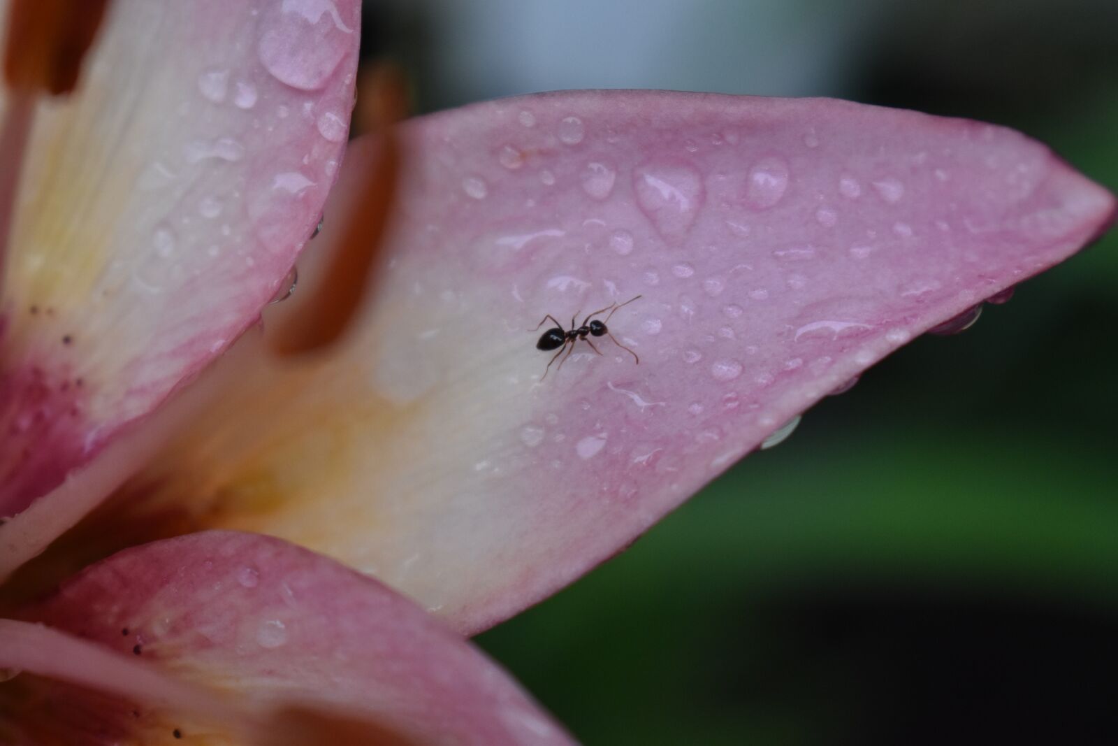 Nikon D5500 sample photo. Ant, flower, nature photography