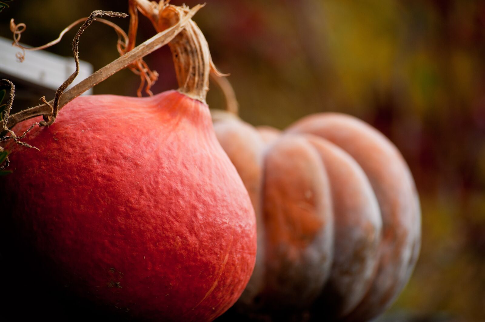 Nikon D90 sample photo. Pumpkin, autumn, decoration photography