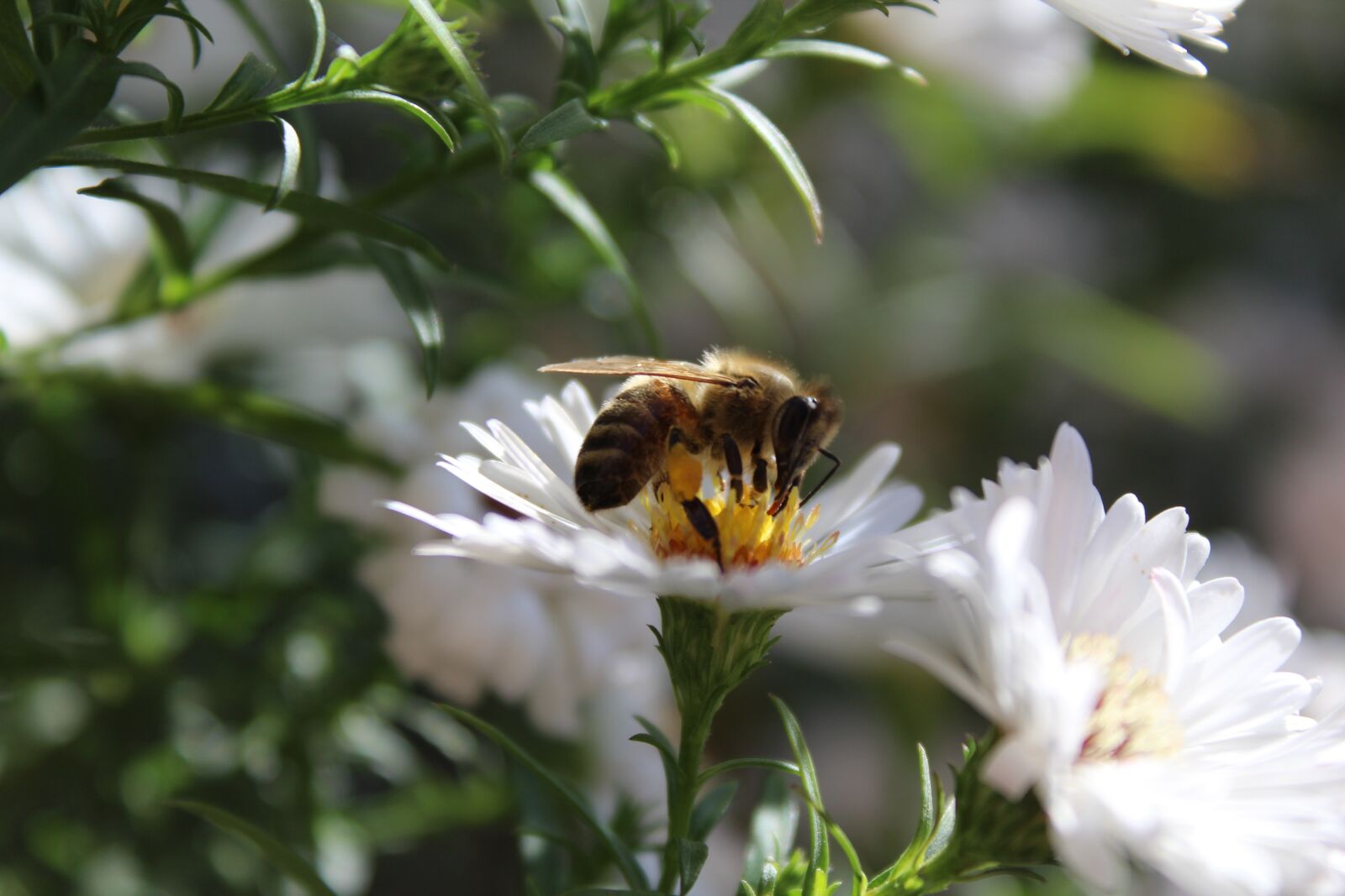 Canon EOS 1200D (EOS Rebel T5 / EOS Kiss X70 / EOS Hi) sample photo. Bee, insect, animal photography