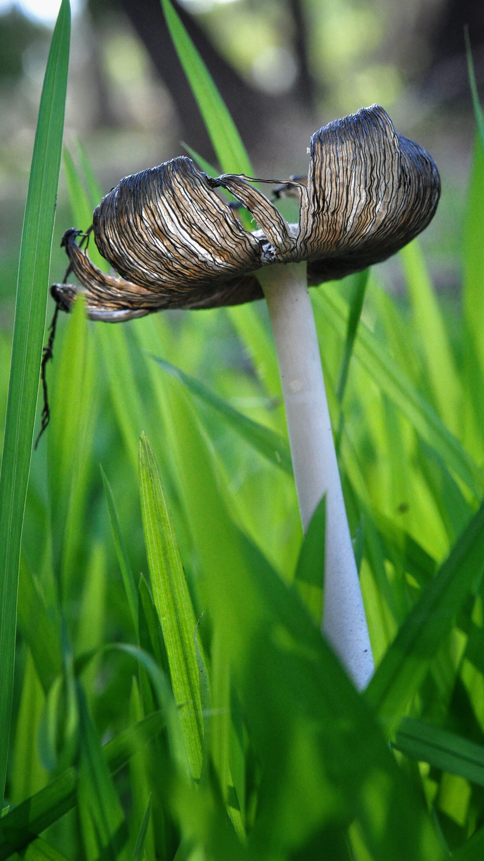 Nikon D90 sample photo. Mushroom, ink cap, grass photography