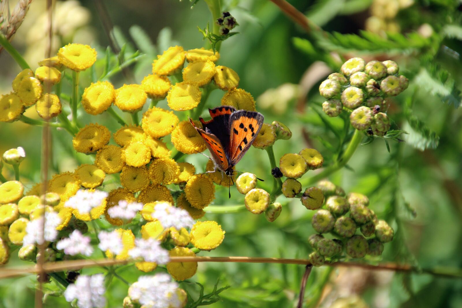Canon EOS 600D (Rebel EOS T3i / EOS Kiss X5) sample photo. Butterfly, flower, bloom photography