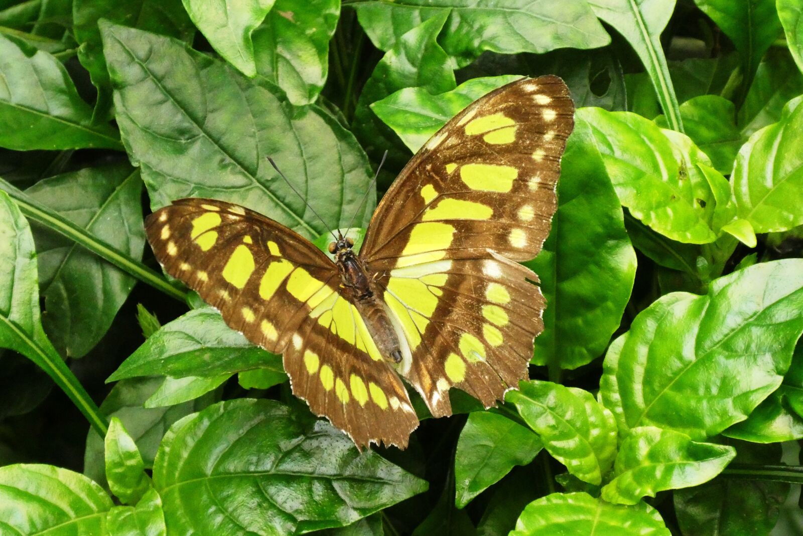 Panasonic Lumix DC-ZS70 (Lumix DC-TZ90) sample photo. Butterfly, butterfly garden, nature photography