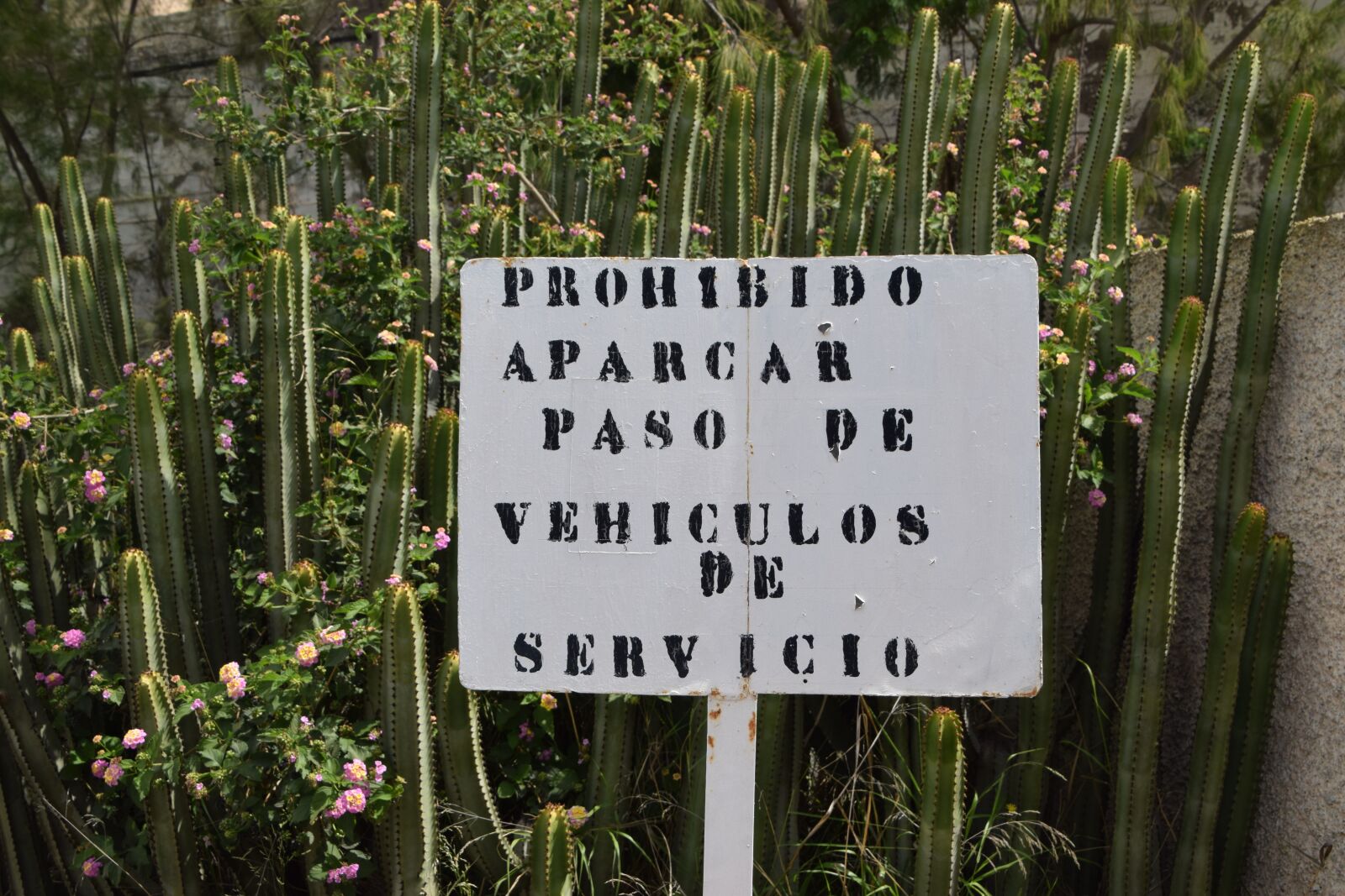 Nikon D3300 sample photo. Shield, spanish, cactus photography