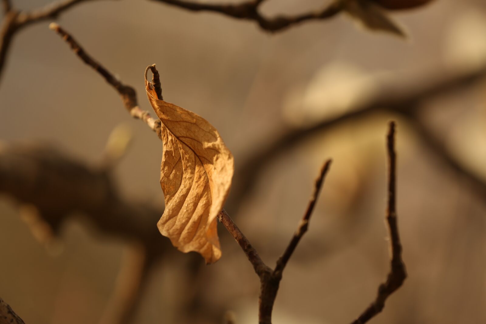 Canon EOS 5D Mark III sample photo. The leaves, shriveled, nostalgia photography