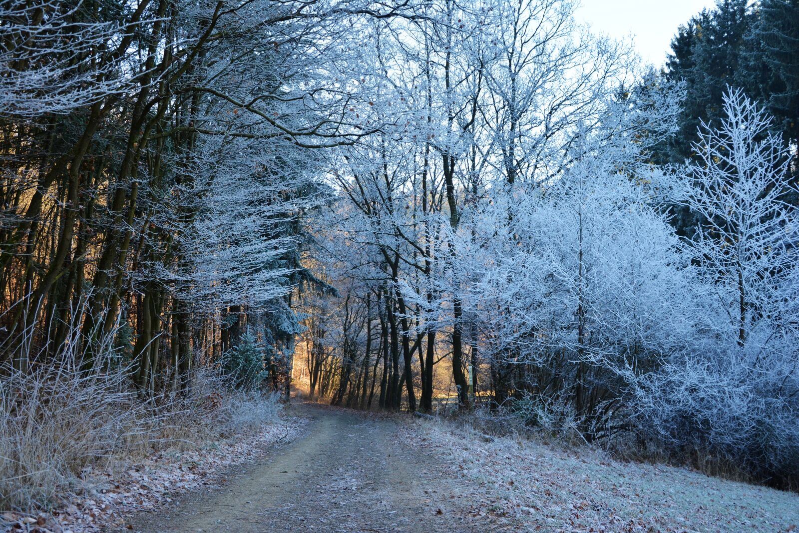 Nikon D5200 sample photo. Forest path, winter, hoarfrost photography
