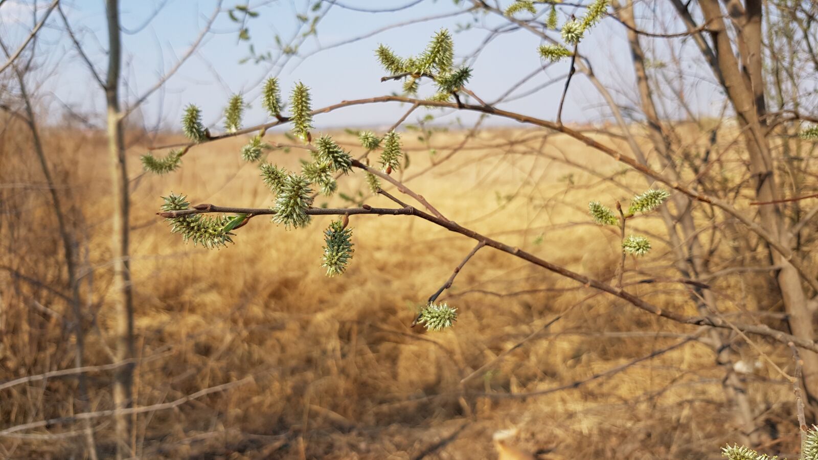 Samsung Galaxy S8+ sample photo. Nature, horizon, landscape photography