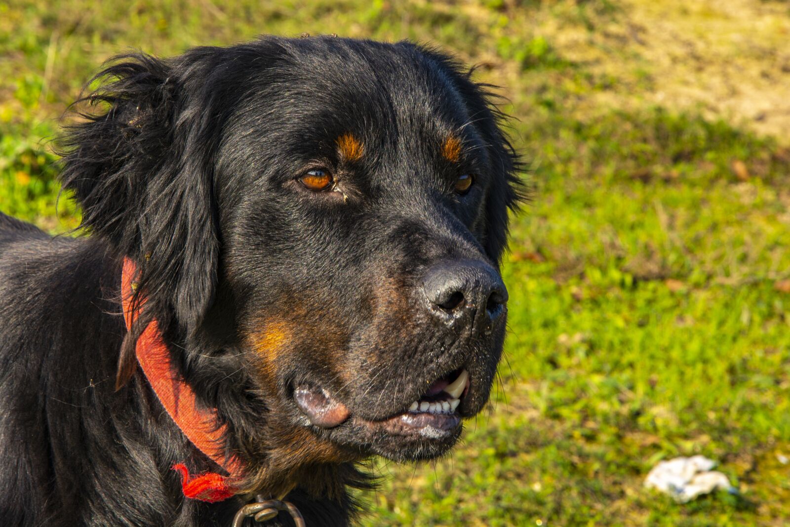 Nikon D5200 sample photo. Dog, black, animal photography