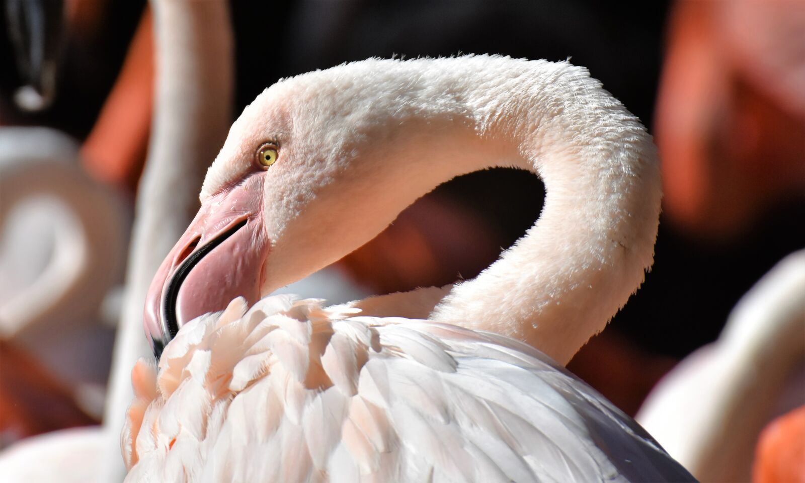 Nikon D7200 sample photo. Flamingo, bird, colorful photography