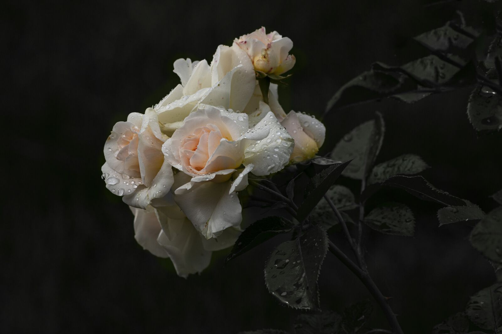 Canon EOS 60D + Canon EF 70-300mm F4-5.6 IS USM sample photo. Garden, flower, rose photography