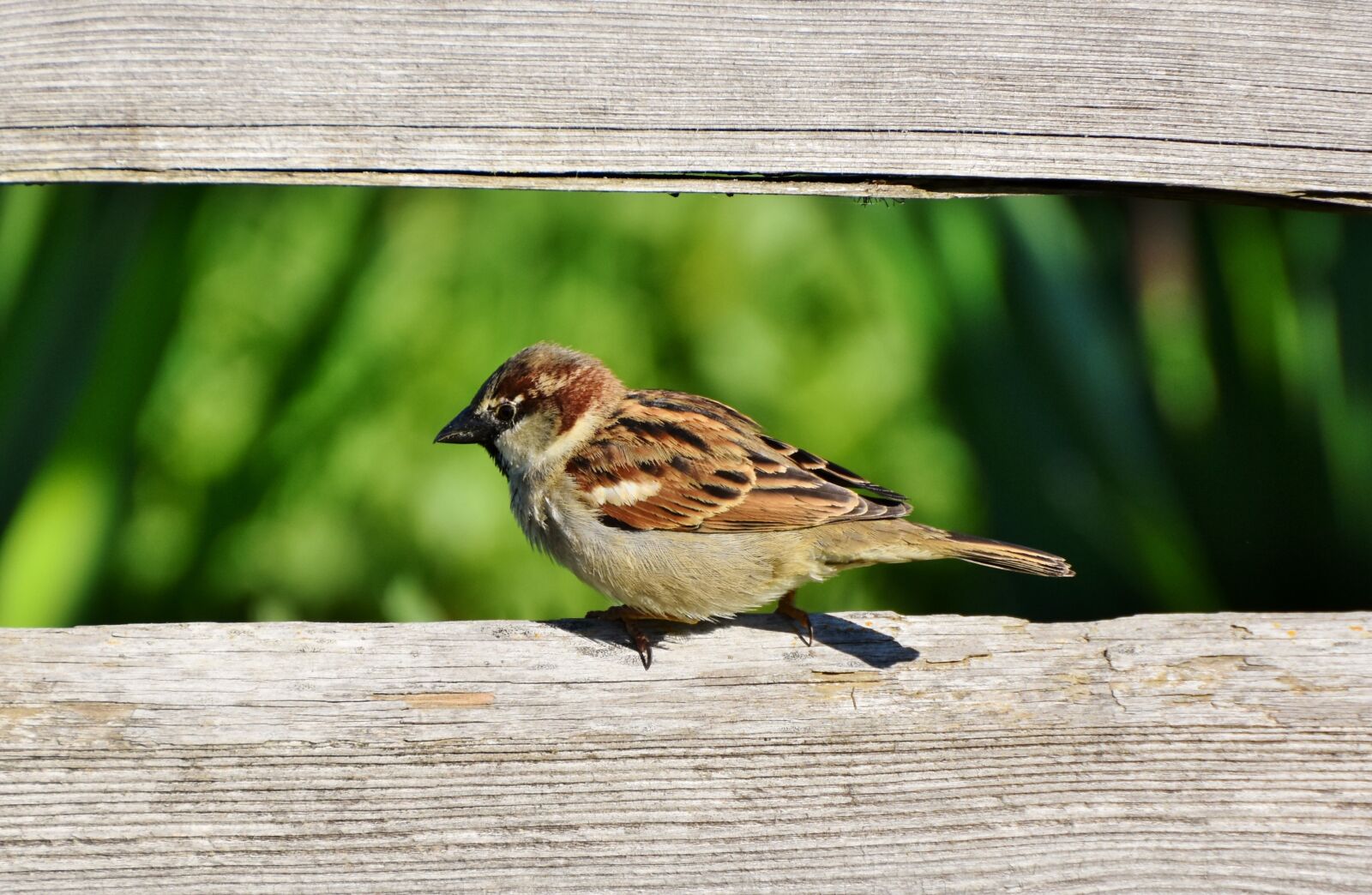 Nikon D7200 sample photo. Sparrow, sperling, bird photography