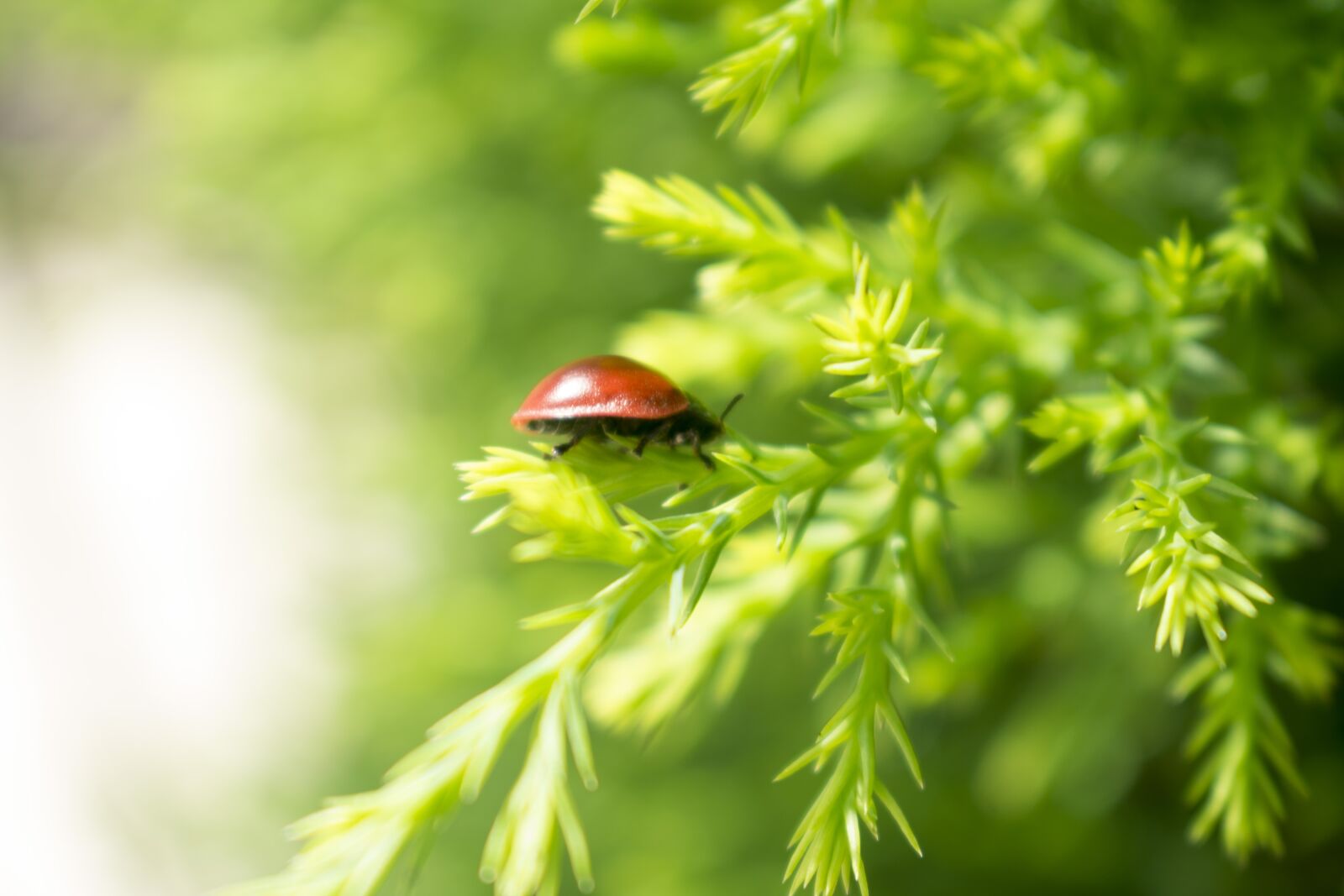 Nikon D3400 sample photo. Ladybug, nature, insects photography