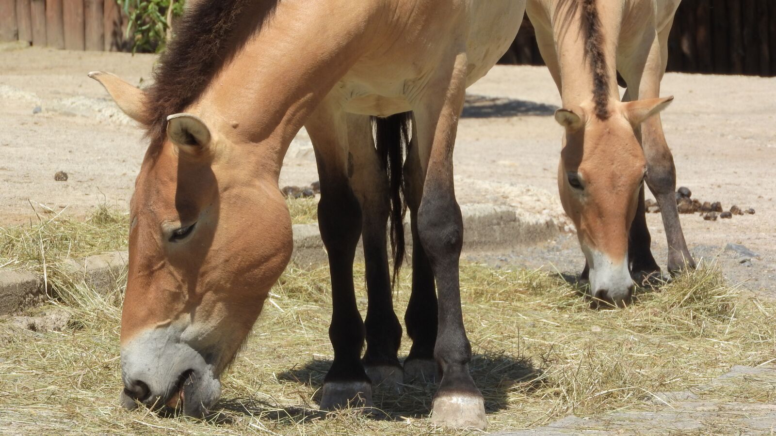 Nikon Coolpix P610 sample photo. Przewalski's horse, equus przewalskii photography