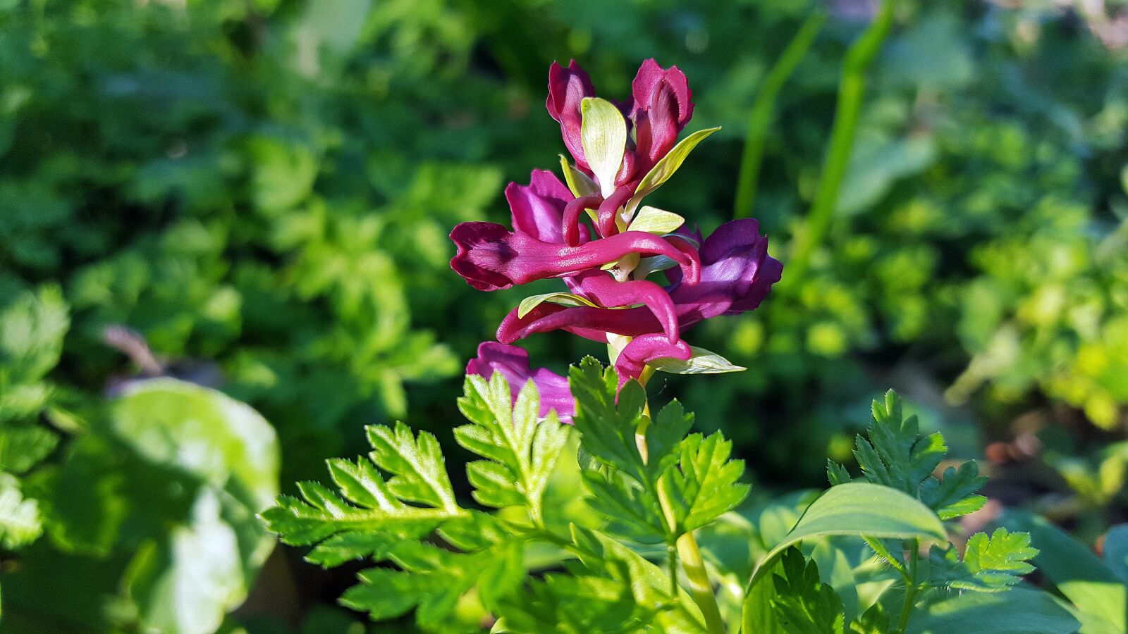 Samsung Galaxy S6 sample photo. Corydalis, corydalis cava, corydalis photography
