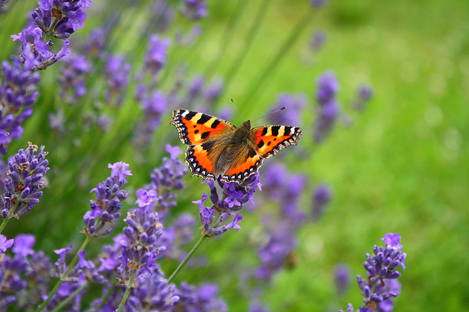 Canon EOS 1000D (EOS Digital Rebel XS / EOS Kiss F) sample photo. Butterflies, little fox, flowers photography