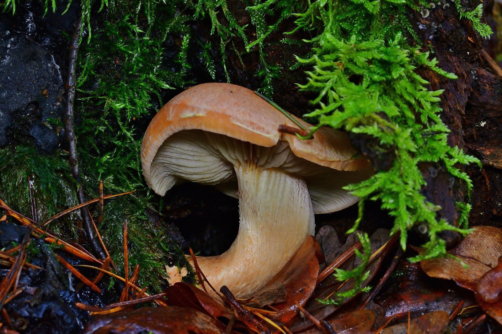 Nikon D5200 sample photo. Mushroom, forest, nature photography