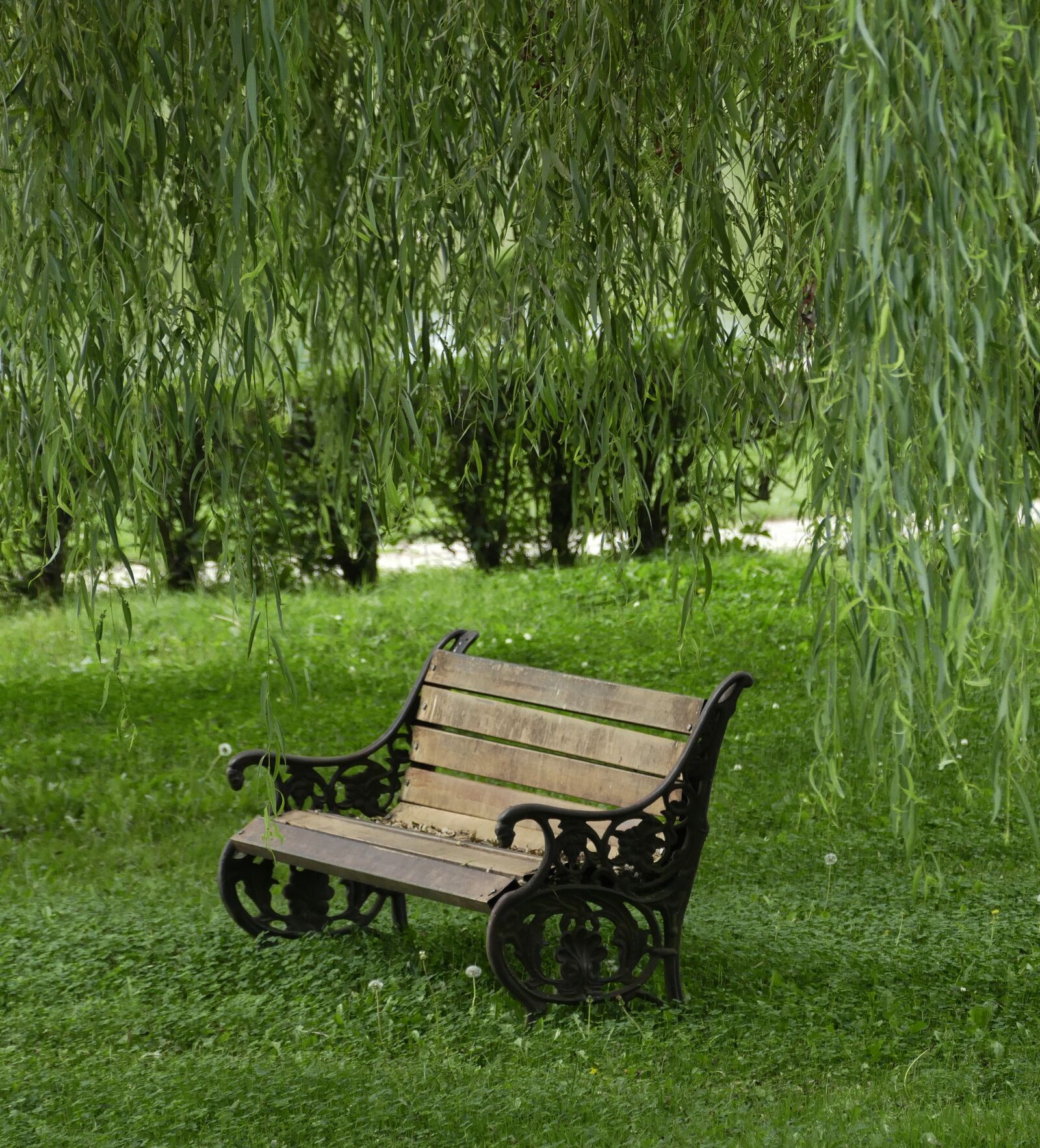 Panasonic Lumix DMC-FZ1000 sample photo. Park, willow, bench photography