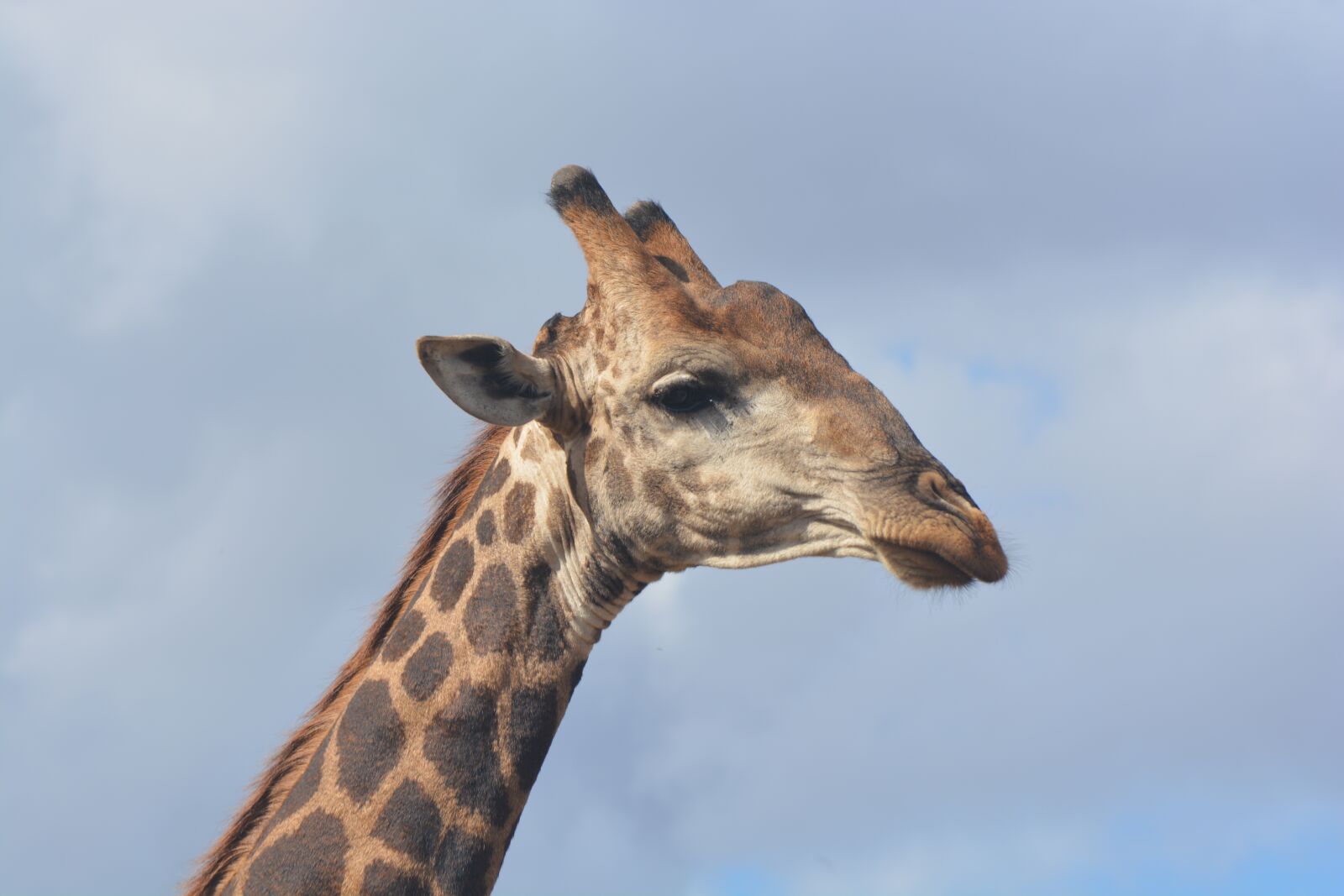 Nikon D5200 sample photo. Giraffe, kruger national park photography