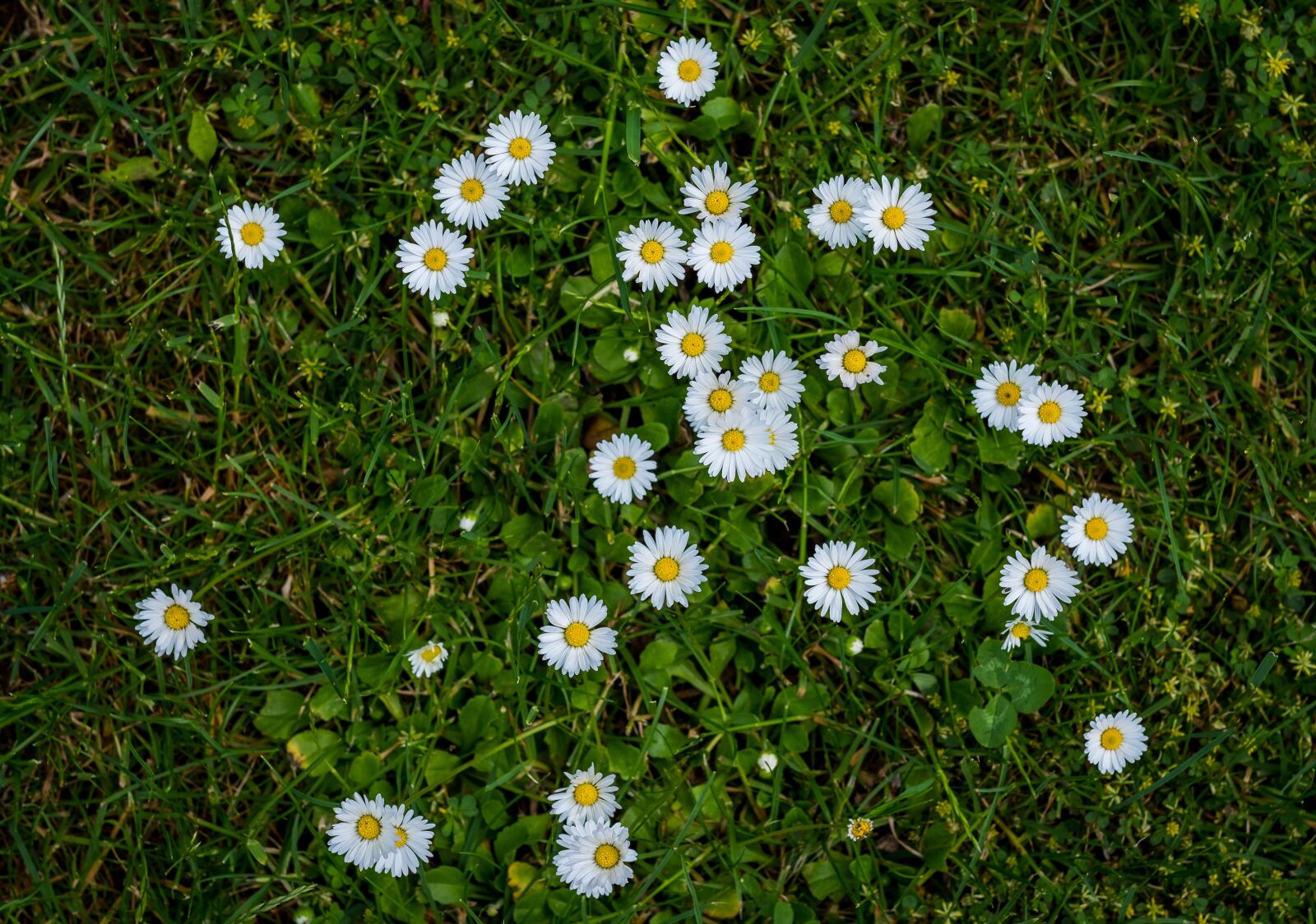 Fujifilm X-T2 + Fujifilm XF 56mm F1.2 R sample photo. Daisy, flowers, white photography