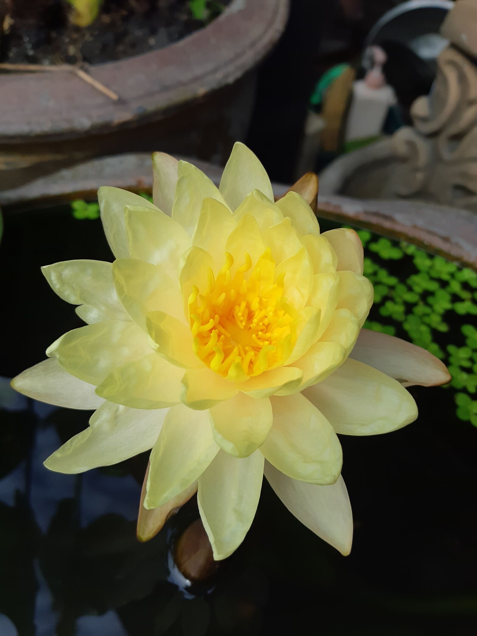 Samsung Galaxy A8(2018) sample photo. Lotus, nature, water plants photography