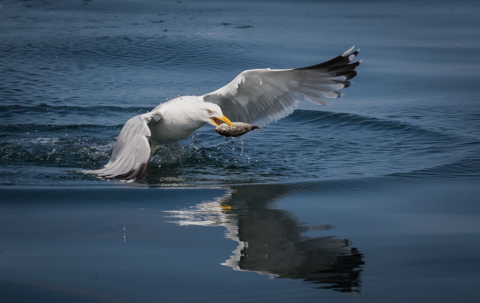 Canon EOS 7D Mark II sample photo. Seagull, fish, sea photography