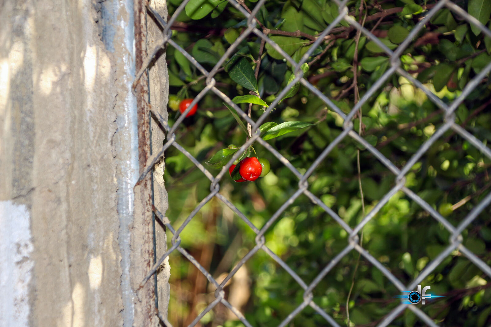 Canon EOS 100D (EOS Rebel SL1 / EOS Kiss X7) sample photo. The cherry photography