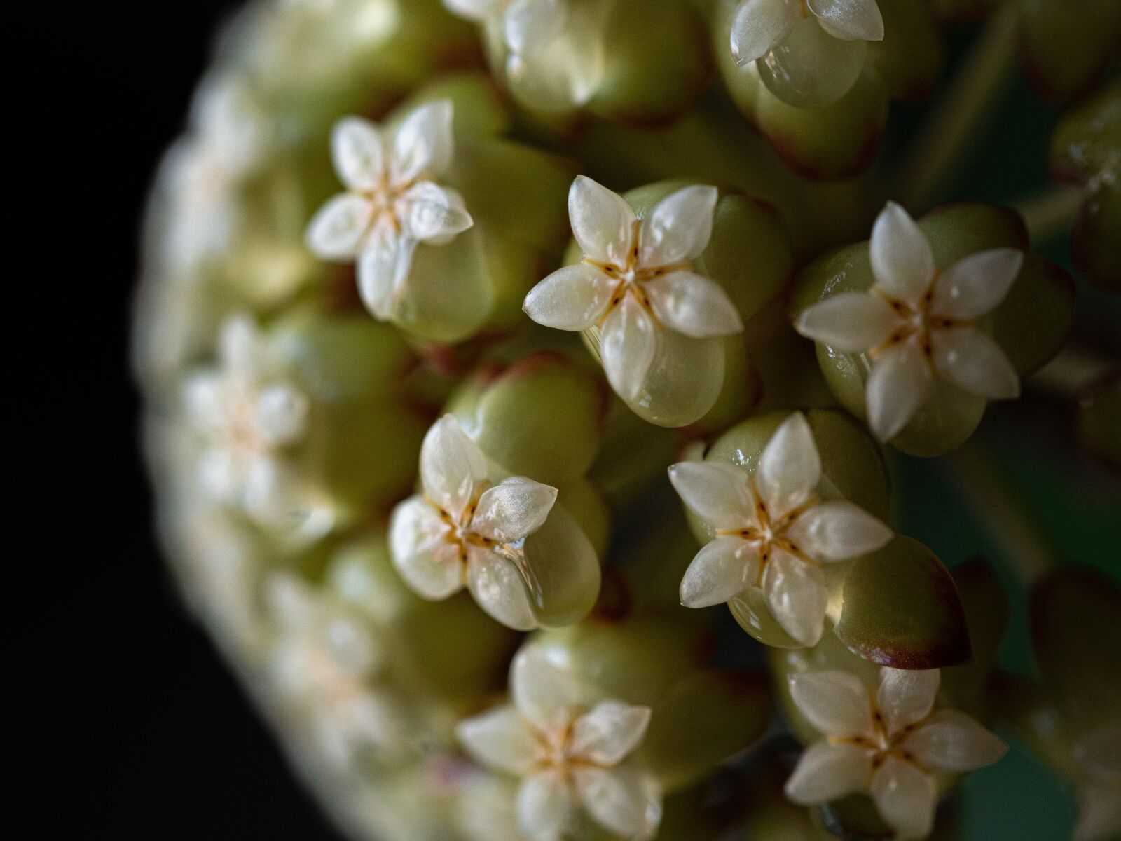 Olympus OM-D E-M10 III sample photo. Hoya, flower, plant photography