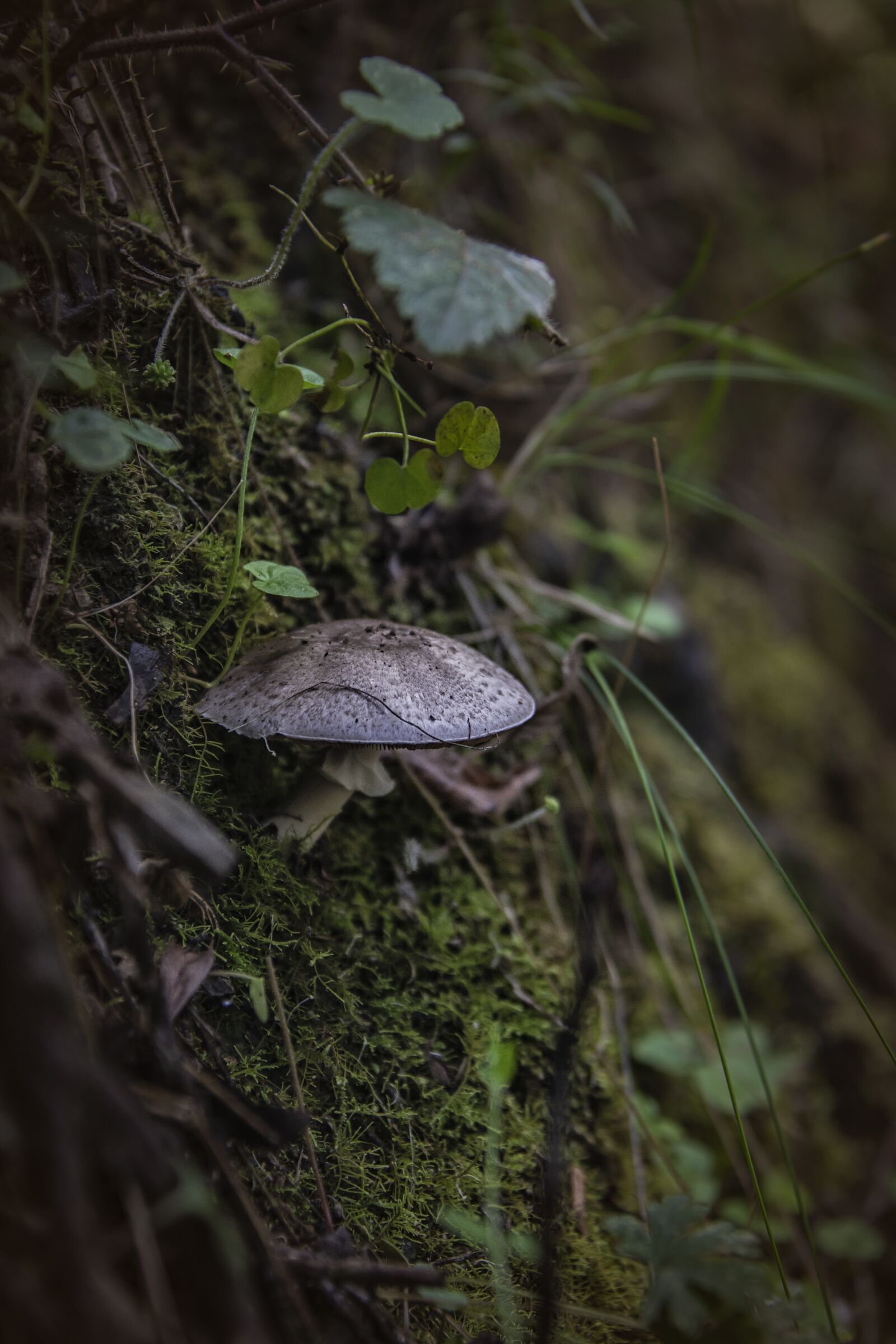 Canon EOS 5D Mark IV + Canon EF 28-300mm F3.5-5.6L IS USM sample photo. Mushroom, forest, moss photography
