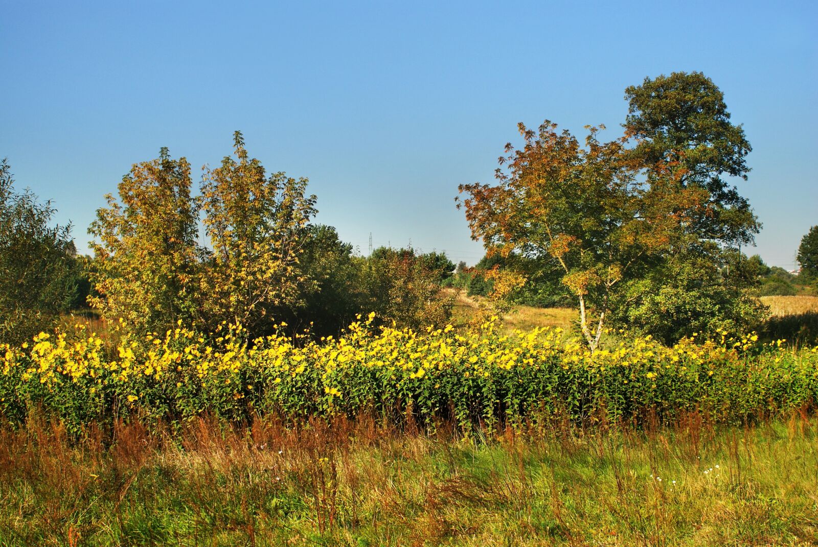 Sony Alpha DSLR-A200 sample photo. Author, skibka, photo photography