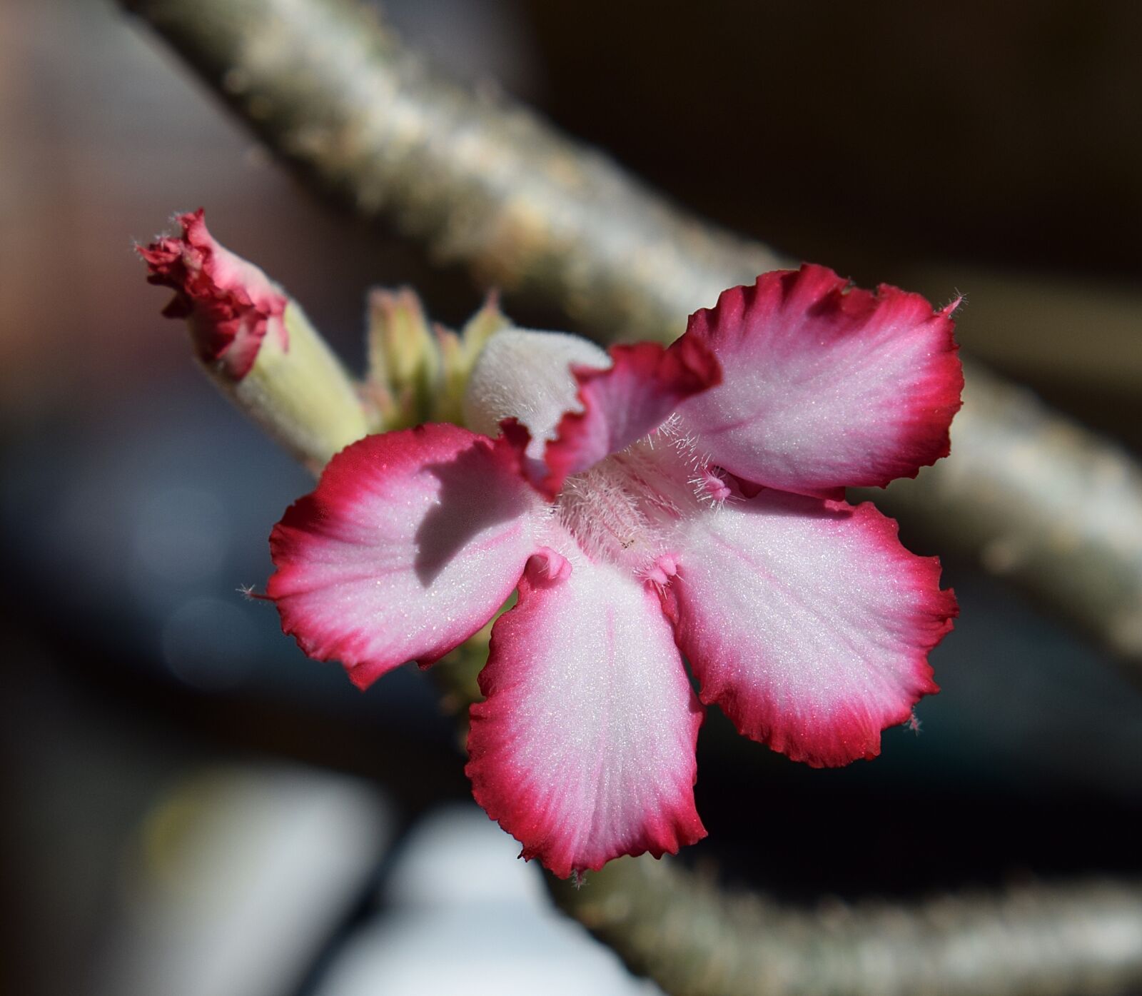 Nikon D3300 sample photo. Desert rose, flower, blossom photography