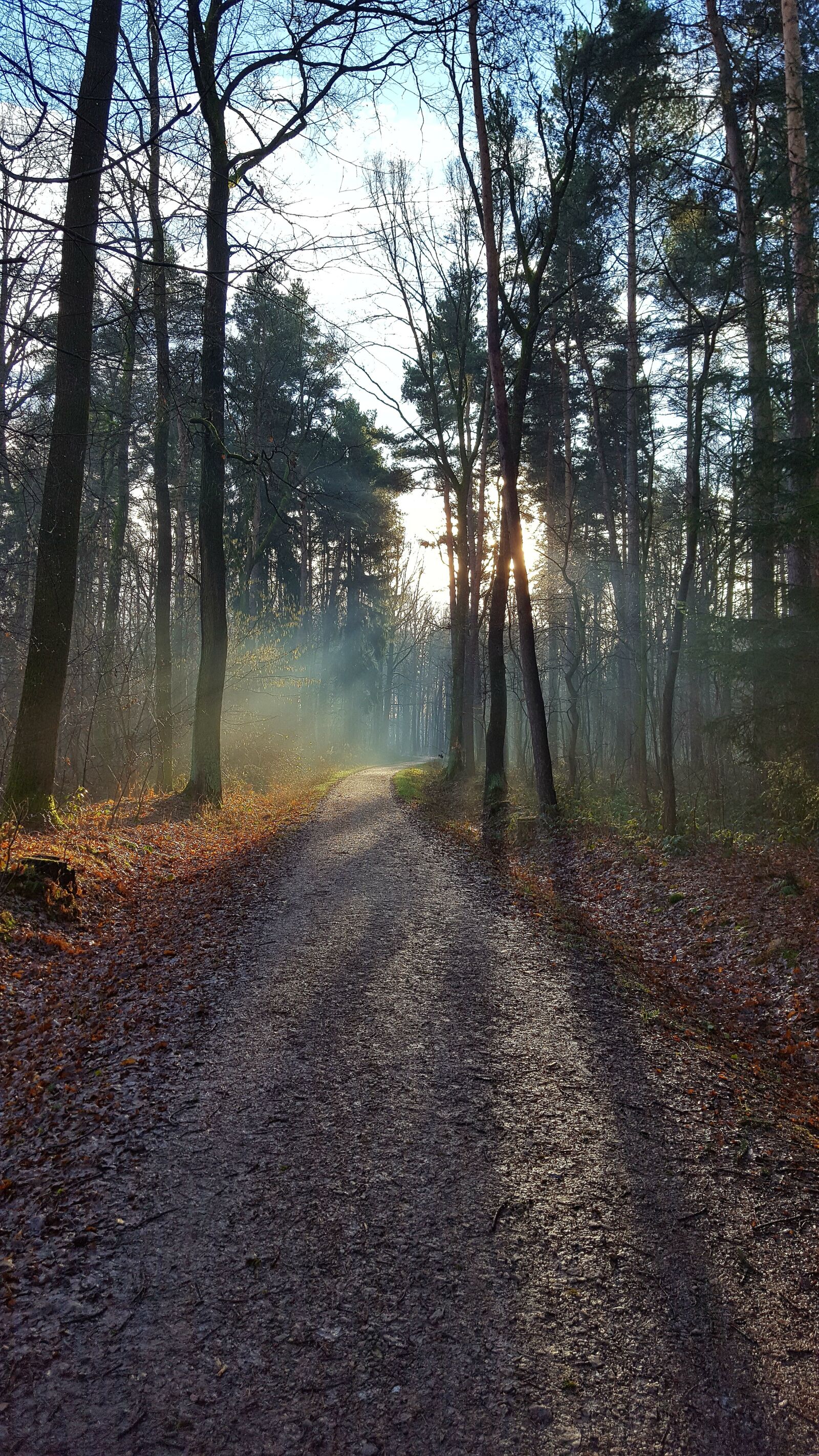 Samsung Galaxy S6 sample photo. Nature, tree, wood photography