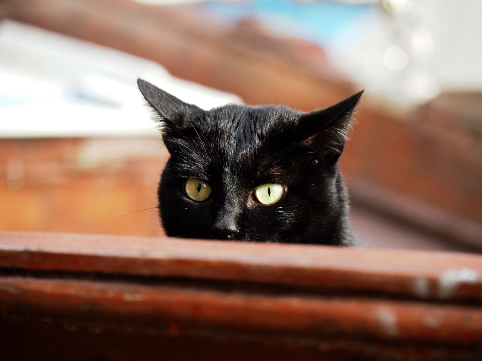 Olympus OM-D E-M5 II sample photo. Animal, cat, black photography