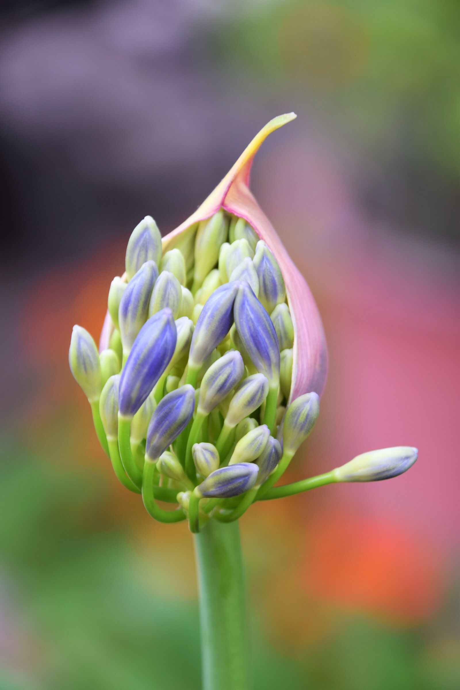 Nikon D3300 sample photo. Spring, blooming, bot photography