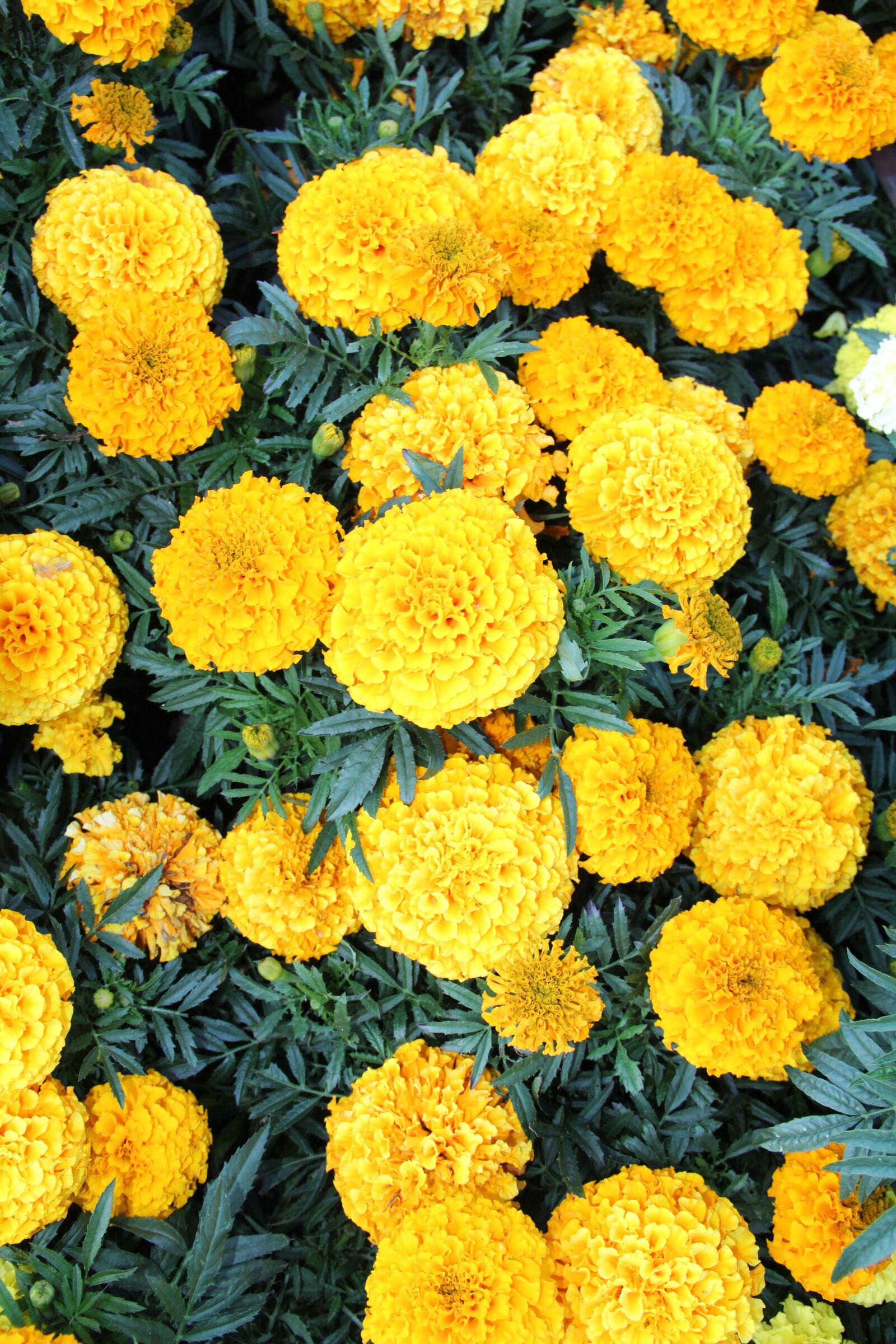 Canon EOS 1200D (EOS Rebel T5 / EOS Kiss X70 / EOS Hi) sample photo. Marigold, plant, flowers photography