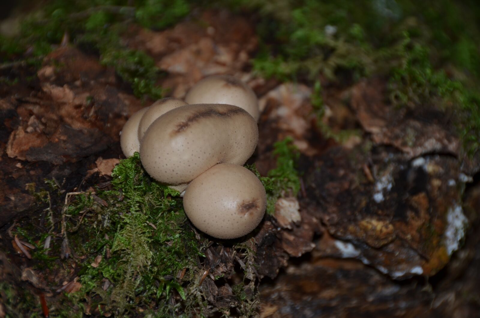 Nikon D5100 sample photo. Fungus, nature, forest photography