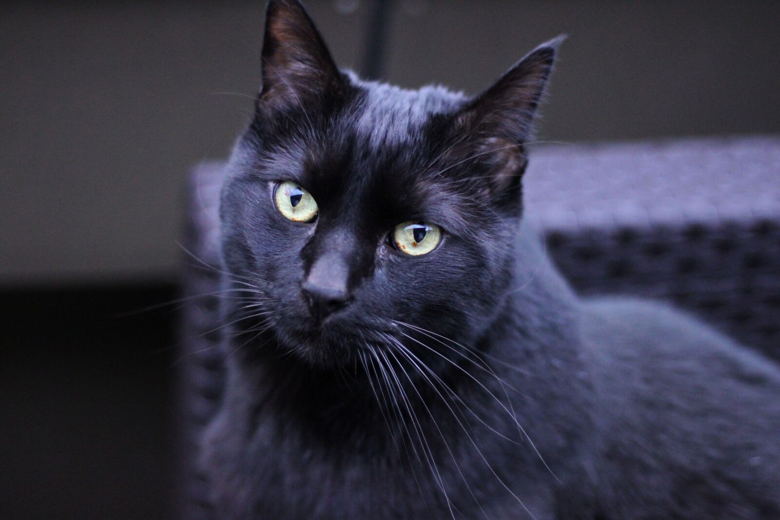 Canon EOS 500D (EOS Rebel T1i / EOS Kiss X3) sample photo. Cat, black, animal photography