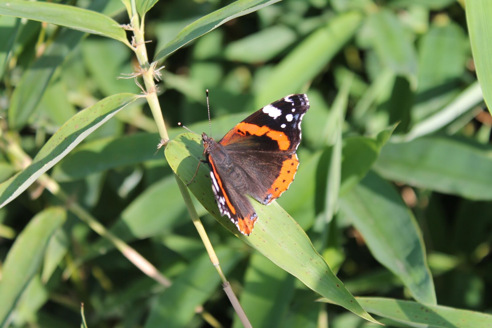 Canon EOS 1100D (EOS Rebel T3 / EOS Kiss X50) sample photo. Butterfly, admiral, close up photography