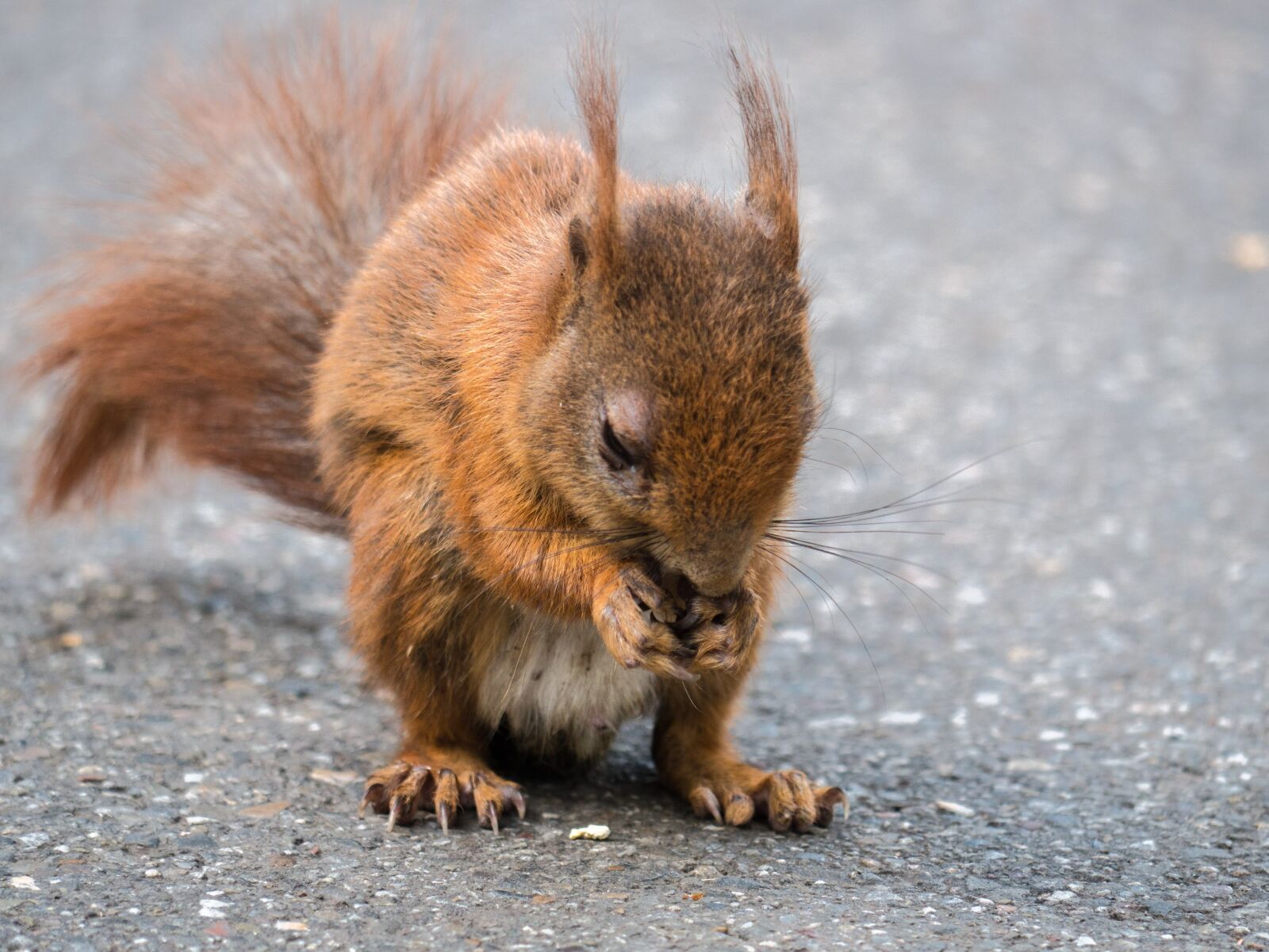 LUMIX G VARIO 100-300/F4.0-5.6II sample photo. Squirrel, rodent, foraging photography