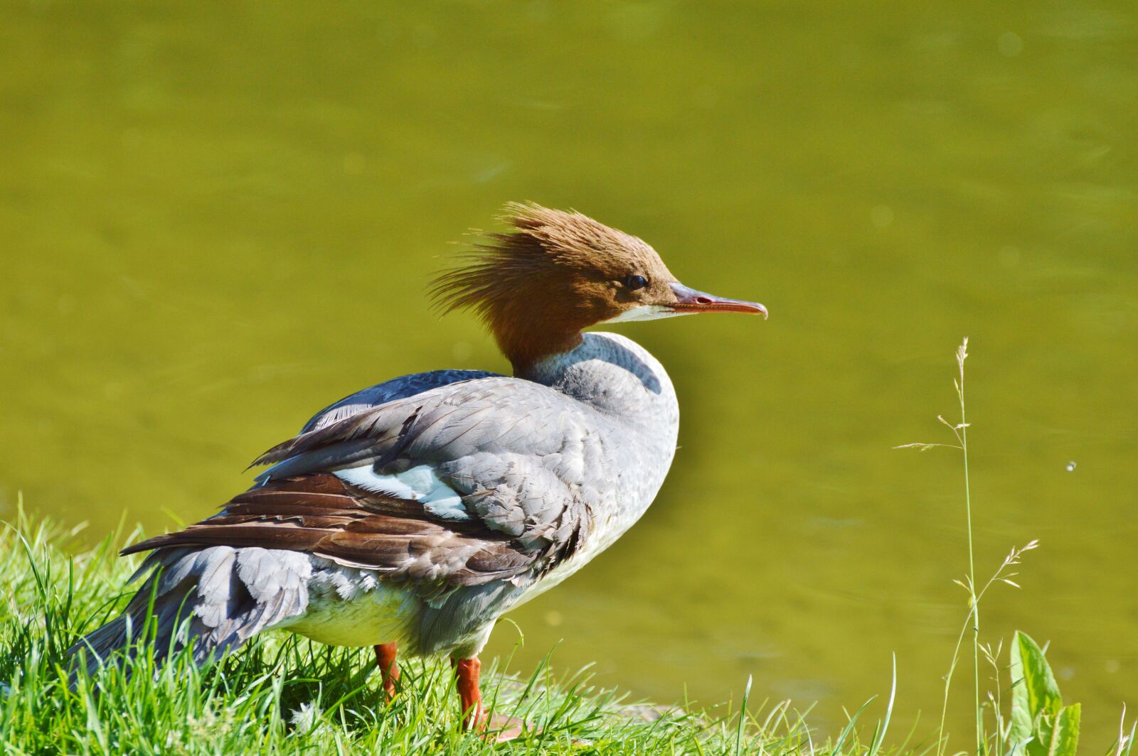 Nikon D3200 sample photo. Merganser, ducks, waterfowl photography