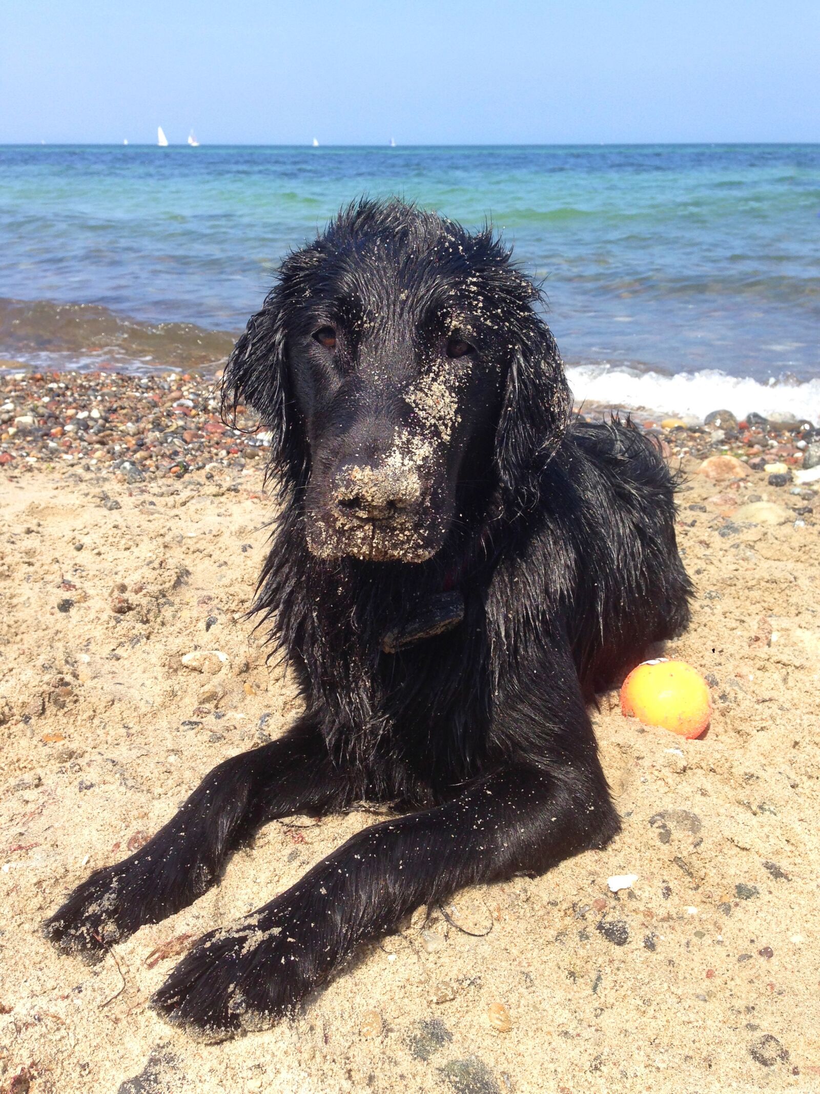 Apple iPhone 5 sample photo. Beach, dog, sea photography