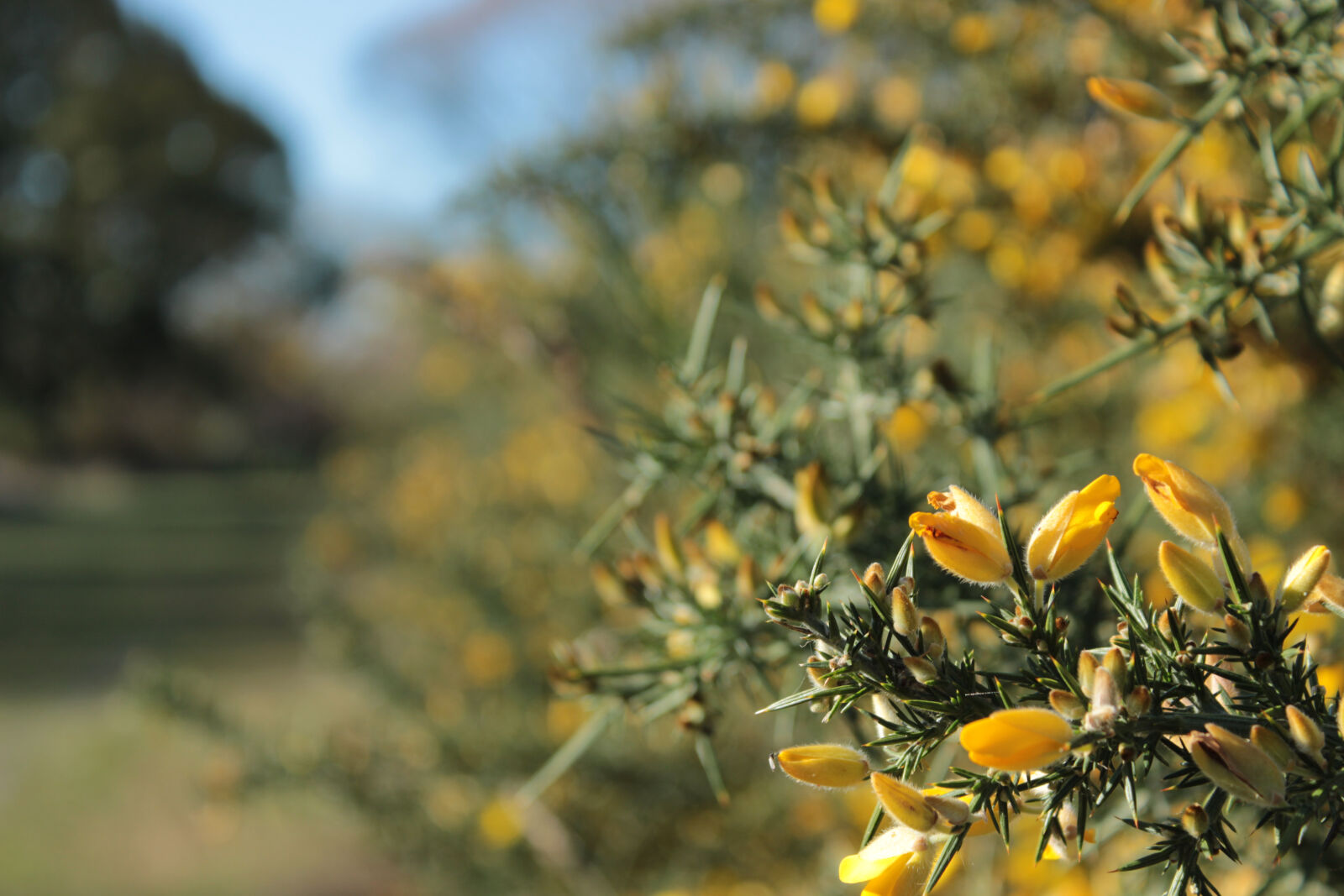 Canon EOS 600D (Rebel EOS T3i / EOS Kiss X5) sample photo. Colour, flower, nature, outdoors photography
