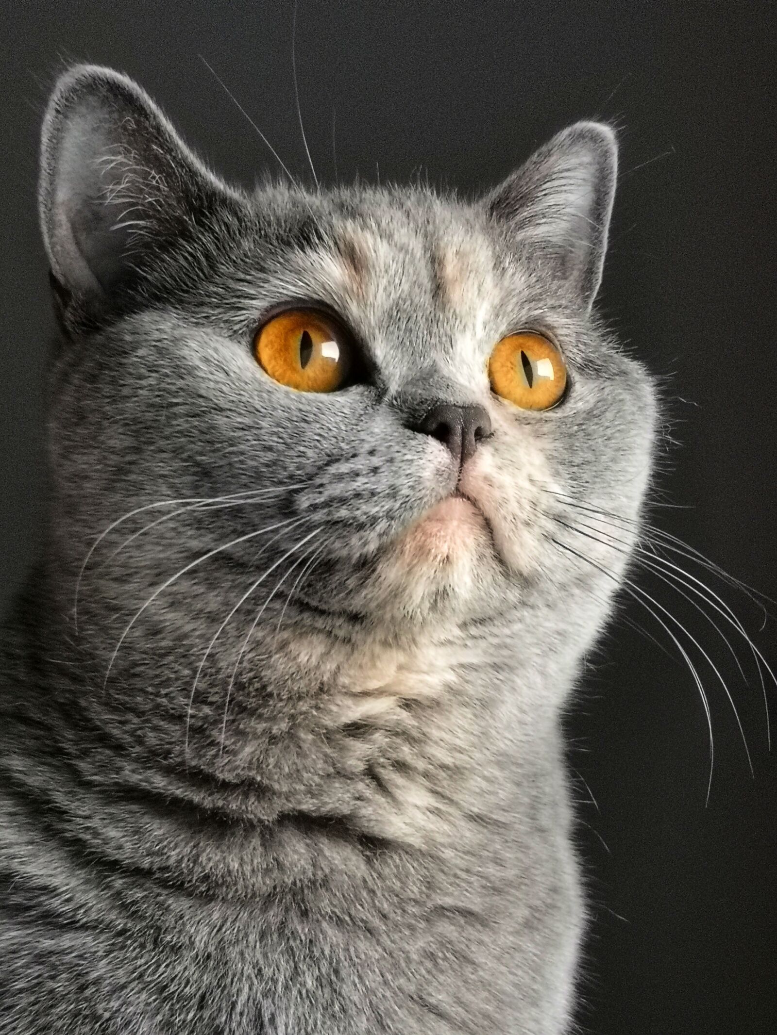 HUAWEI CLT-L29 sample photo. Cat, british, shorthair photography