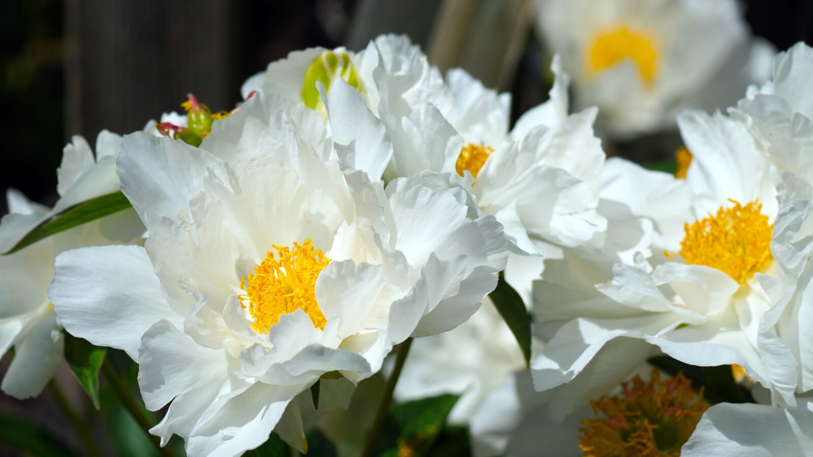 Sony E 70-350mm F4.5-6.3 G OSS sample photo. Peony, white, flower photography