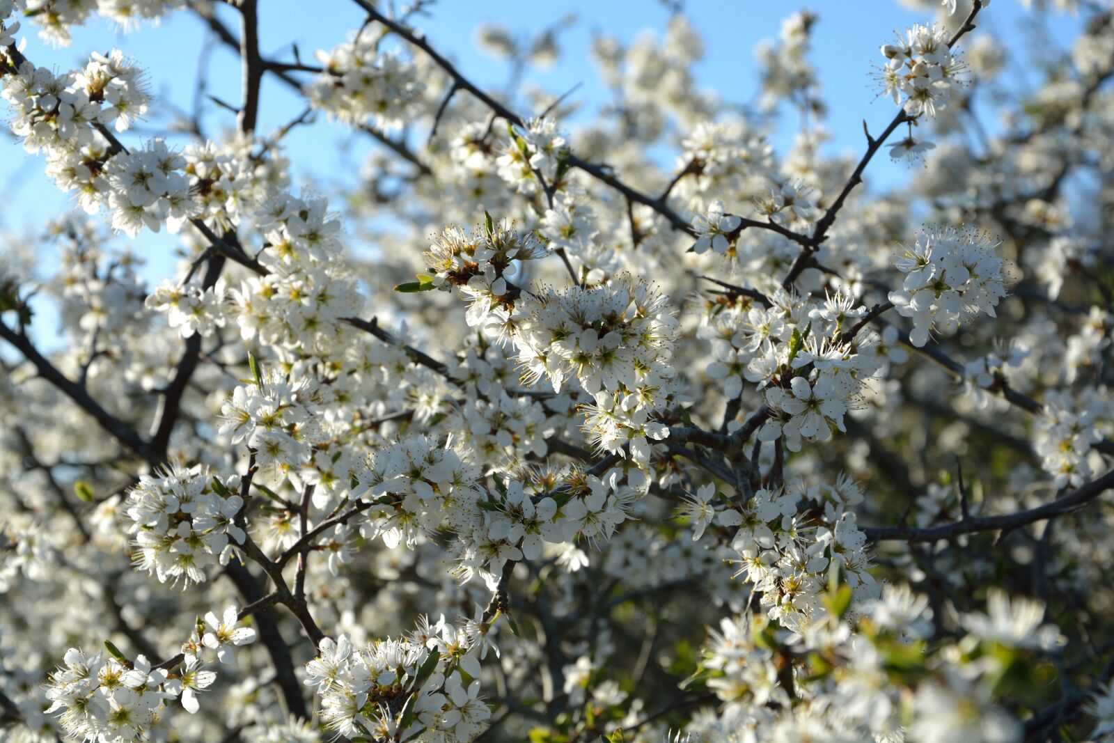 Nikon D5200 sample photo. Blossom, flowers, nature photography