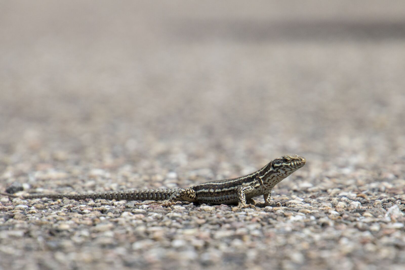 Canon EOS 70D sample photo. Wall lizard, eifel, wild photography