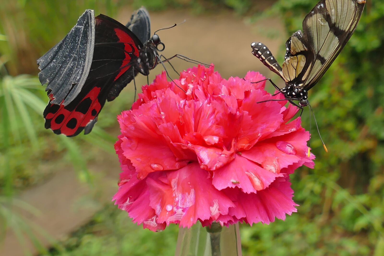 Panasonic Lumix DMC-FZ1000 sample photo. Butterflies, black red, brown photography